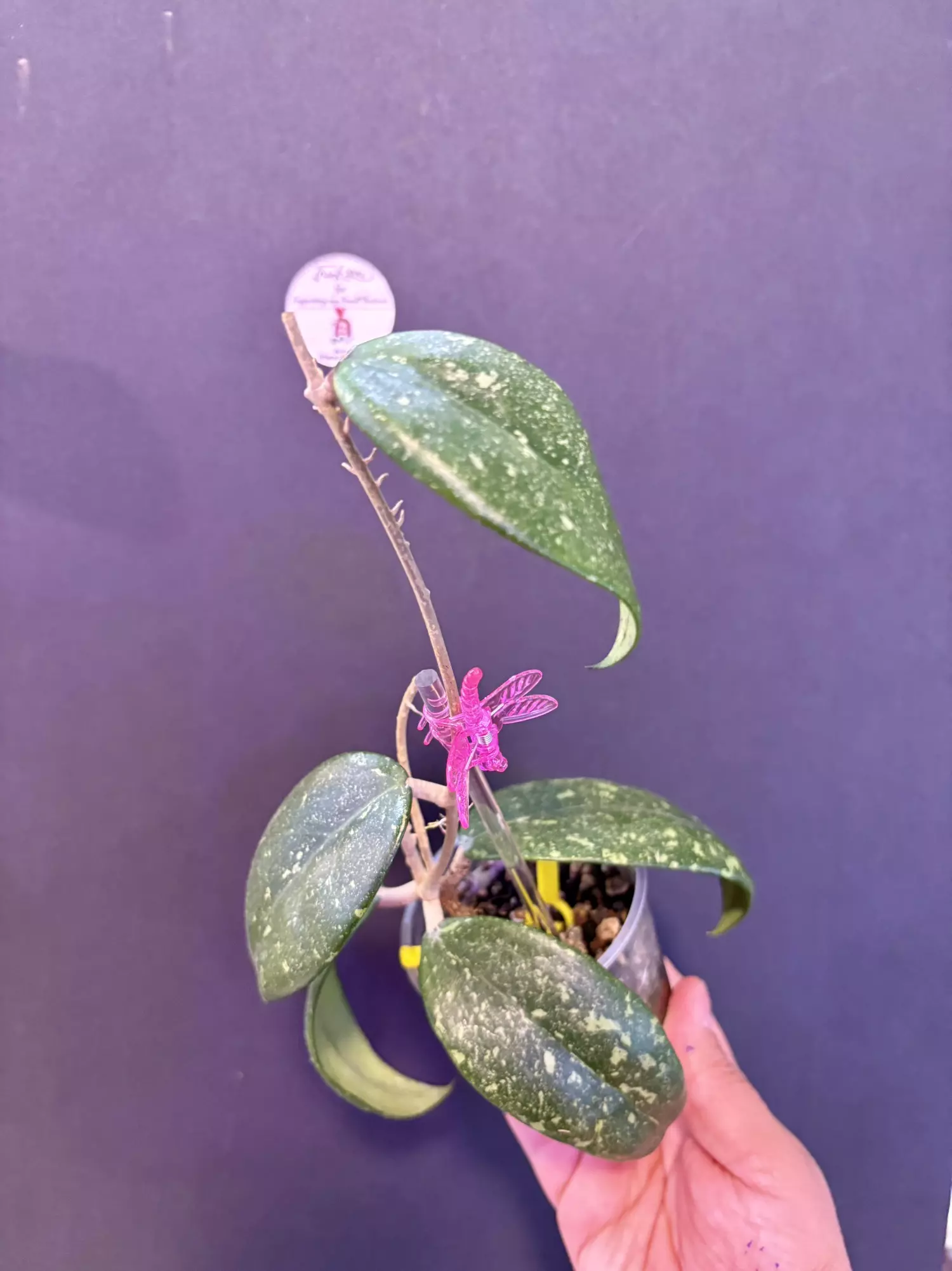 plant/Sp. Vietnam AH-001 ( splash)-2