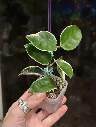 plant/302-Hoya Krimson Queen in chunky mix-0-thumbnail