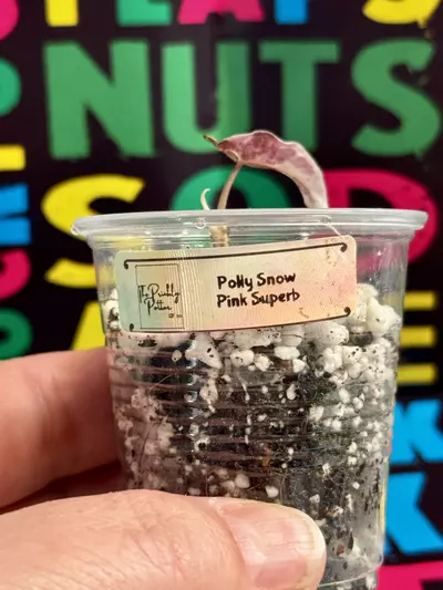 plant/Polly Pink Snow Supurb-1-thumbnail
