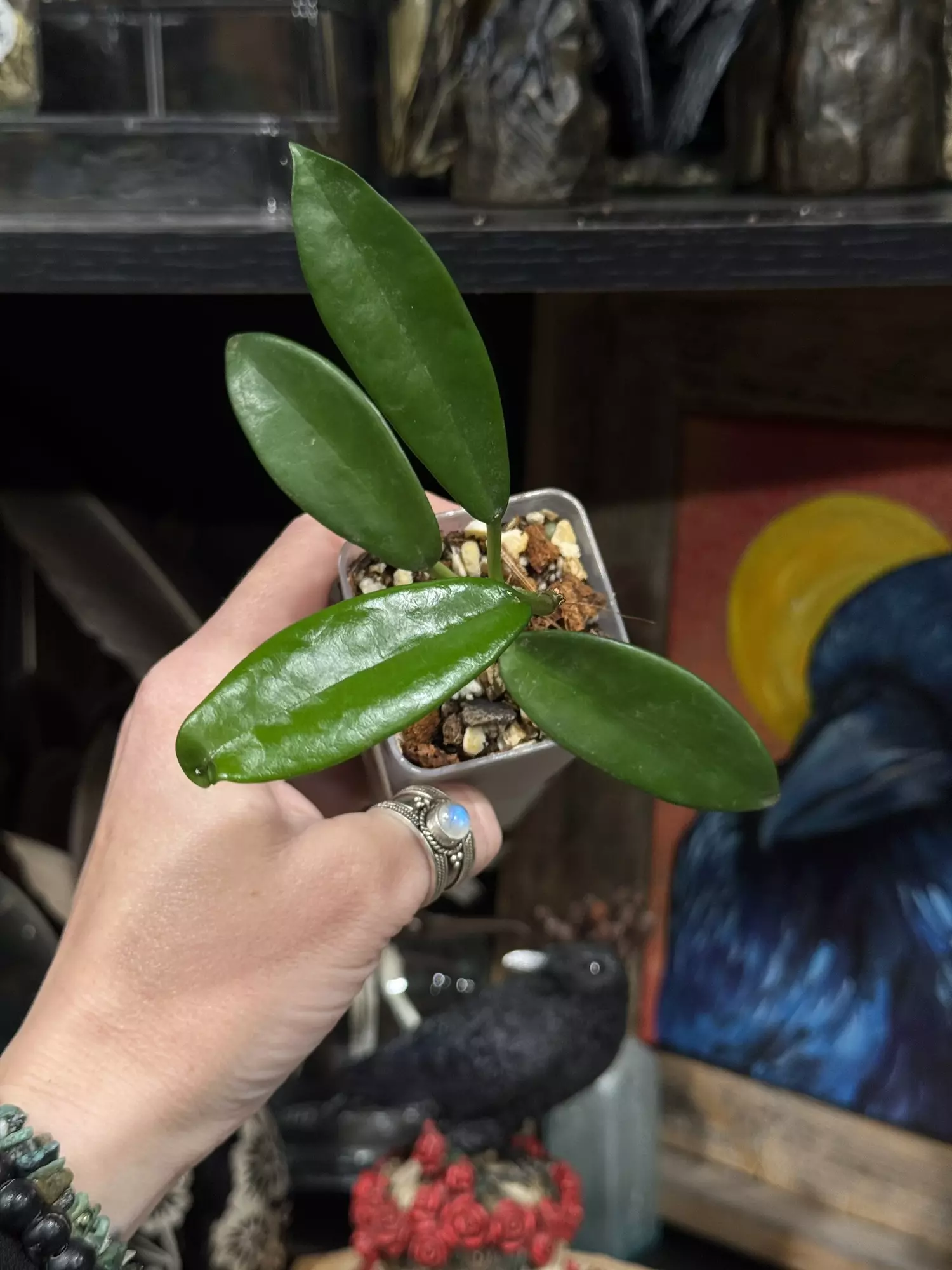 plant/96-Hoya Meliflua in chunky mix-1