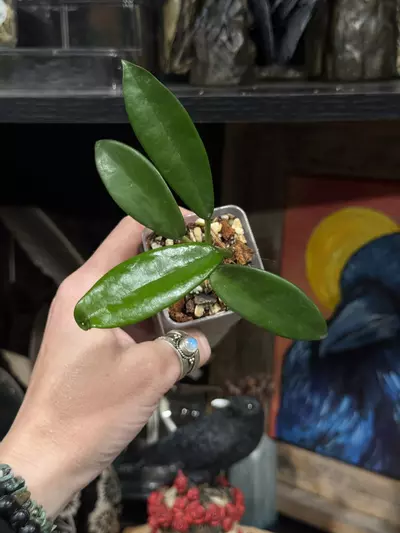 plant/96-Hoya Meliflua in chunky mix-1-thumbnail