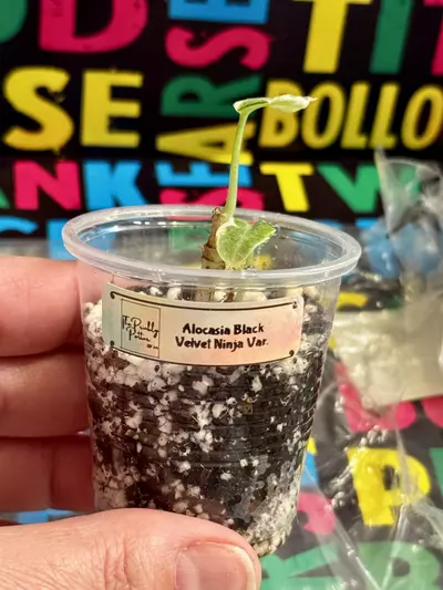 plant/Black Velvet Ninja Variegated-1-thumbnail