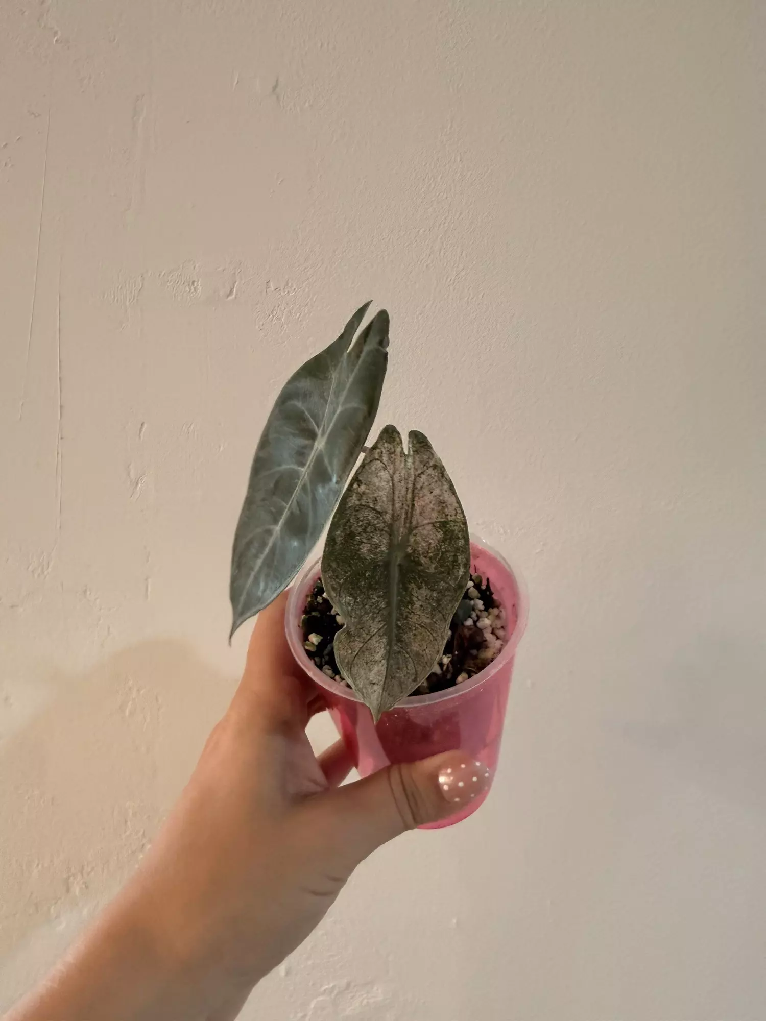 plant/Pink Dragon Stardust-1