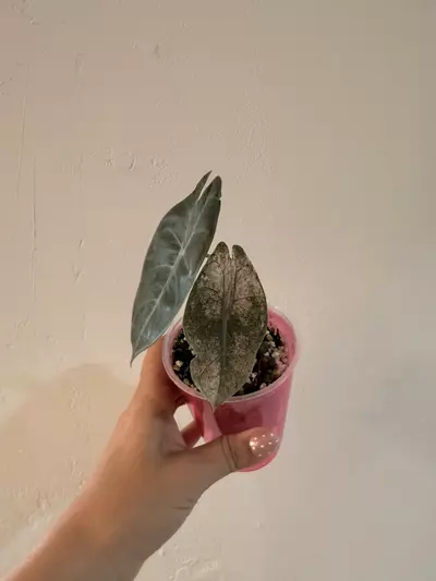 plant/Pink Dragon Stardust-1-thumbnail