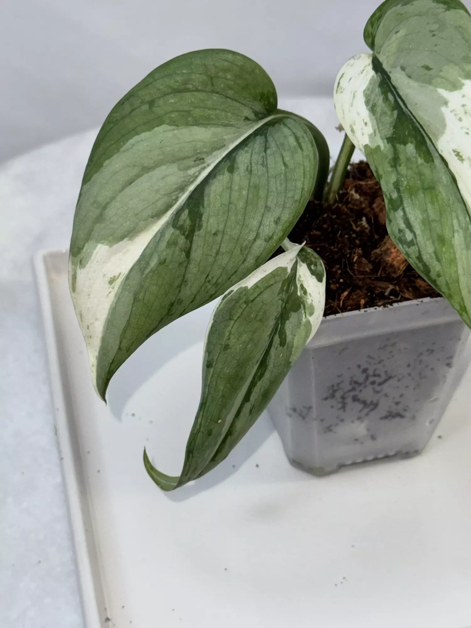 plant/Scindapsus ‘Blue Splash’ albo/variegated - 3 inch pot-1