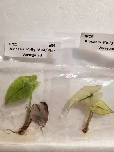 plant/Pink Polly Mint Variegated-0-thumbnail