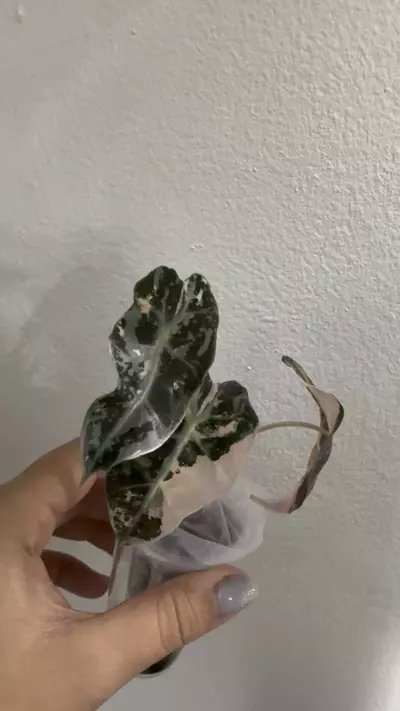 plant/Alocasia Amazonica Pink-3-thumbnail