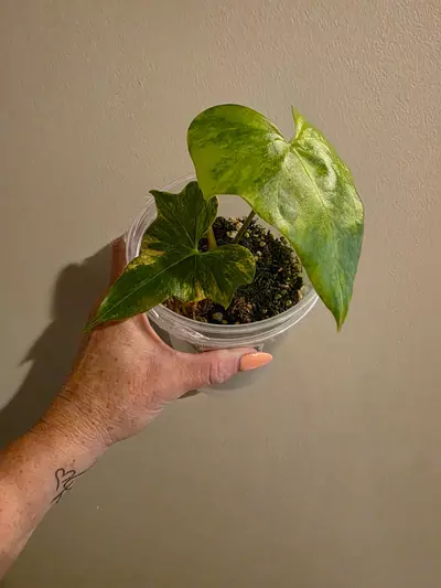 plant/Anthurium Pterodactyl Varigated-2-thumbnail