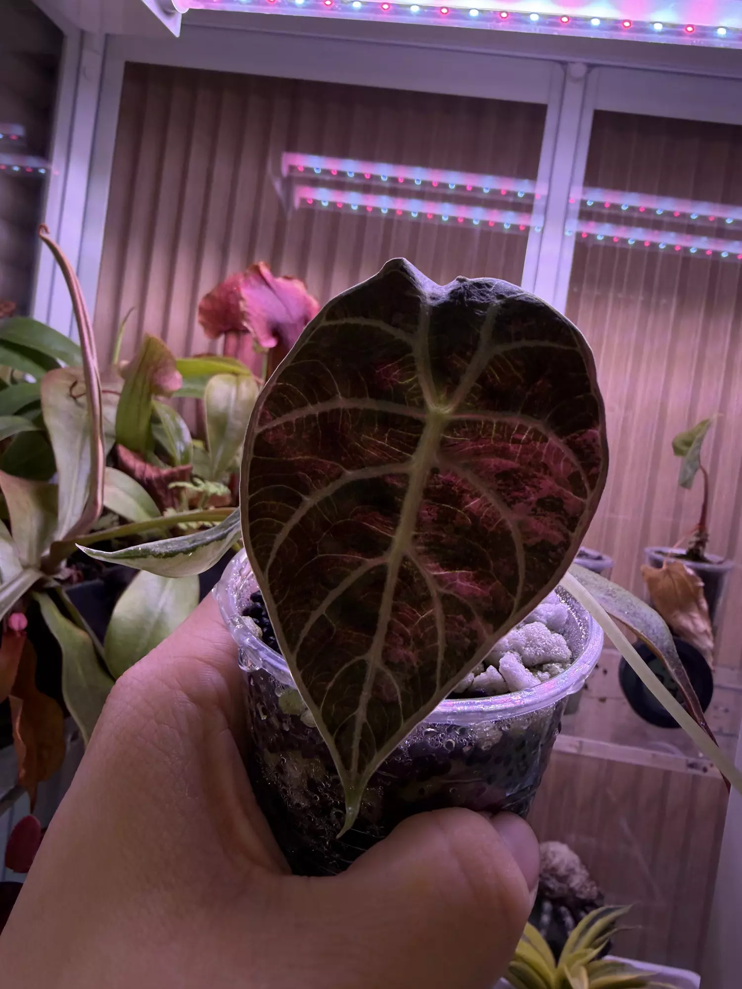 plant/Pink watsoniana-0