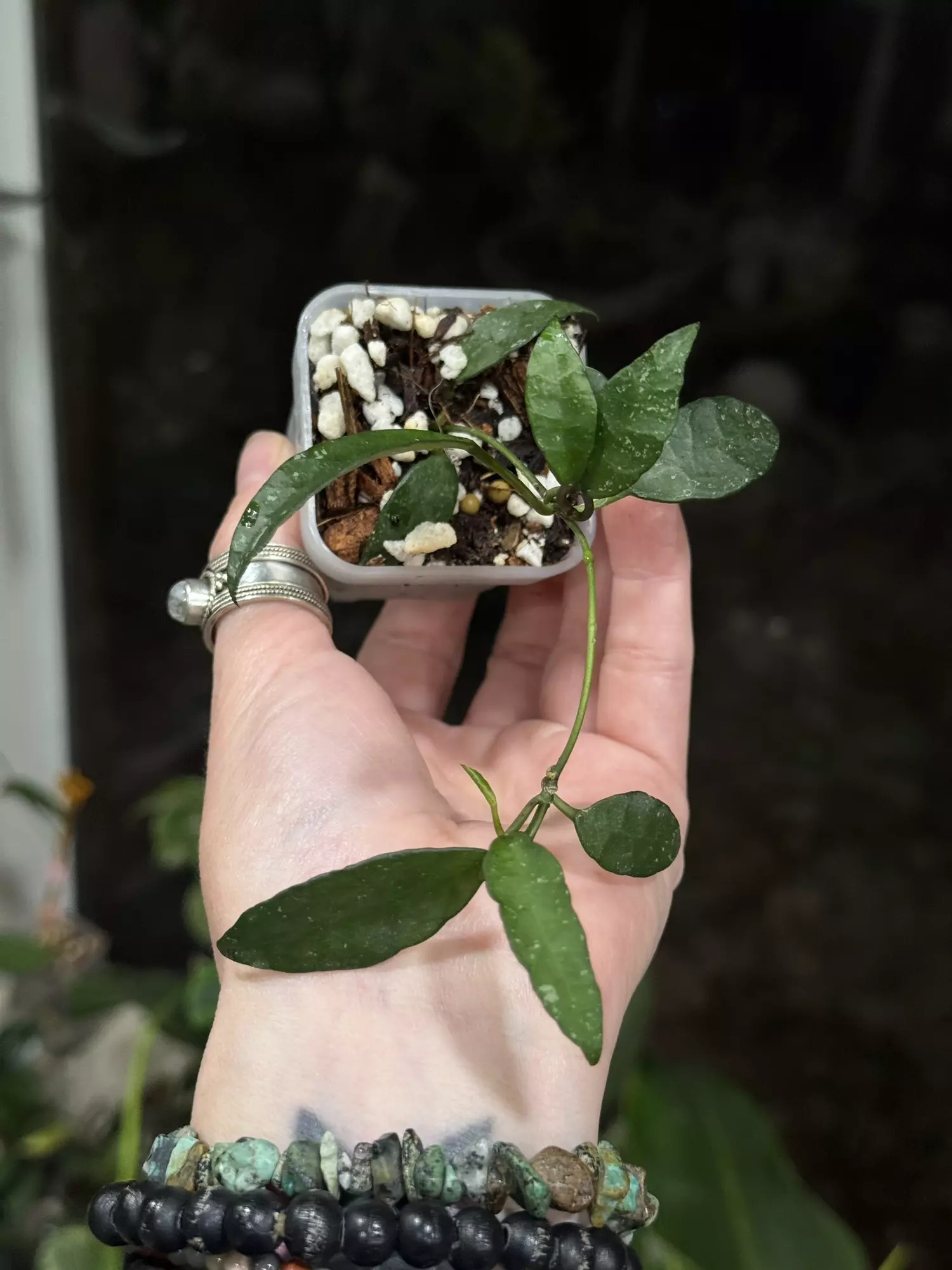 plant/323-Hoya Lacunosa SR 2010-55 in chunky mix-0