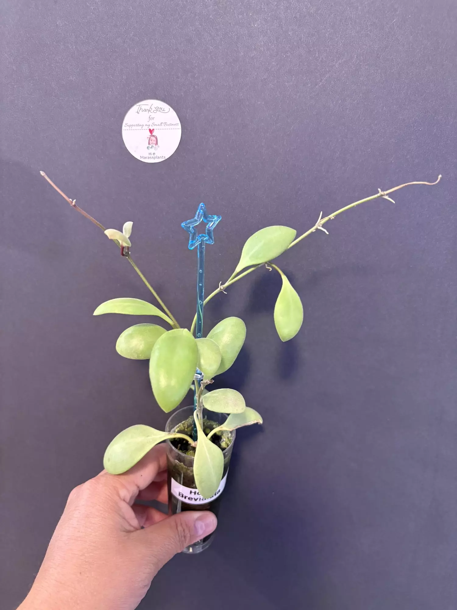 plant/Hoya Brevialata . Beautiful beautiful plant-0