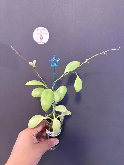 plant/Hoya Brevialata . Beautiful beautiful plant-0-thumbnail