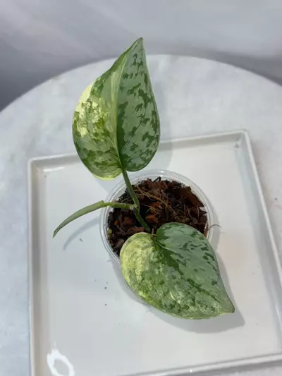 plant/Scindapsus ‘Geulis’ — 3 inch-0-thumbnail