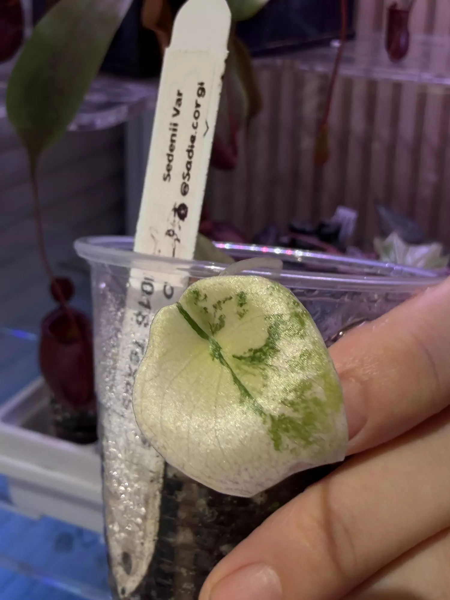 plant/Sendenii var-0