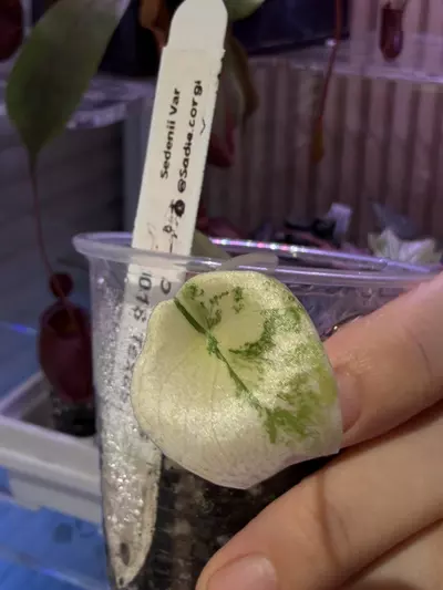 plant/Sendenii var-0-thumbnail