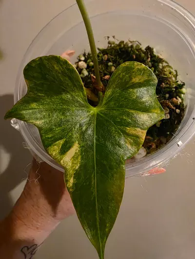 plant/Anthurium Pterodactyl Varigated-0-thumbnail