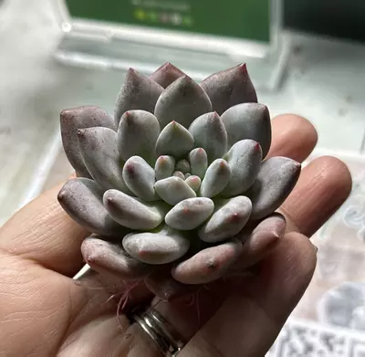 plant/Pachyveria Bodhi Beauty-0-thumbnail