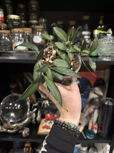 plant/430-Hoya Rosita rooted in chunky mix-1-thumbnail