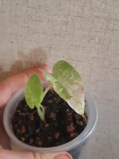 plant/High Color Okinawa Silver-2-thumbnail