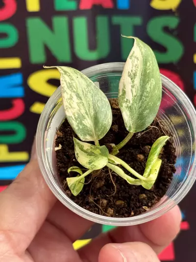 plant/Philodendron Gloriousum Type 2-0-thumbnail