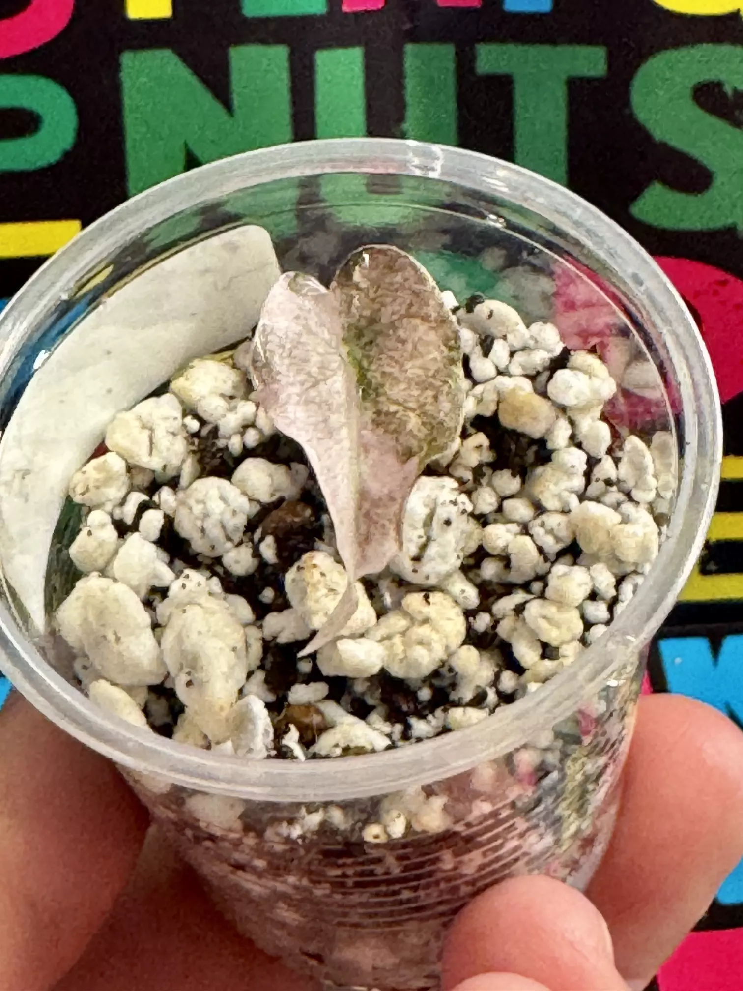 plant/Polly Pink Snow Supurb-0