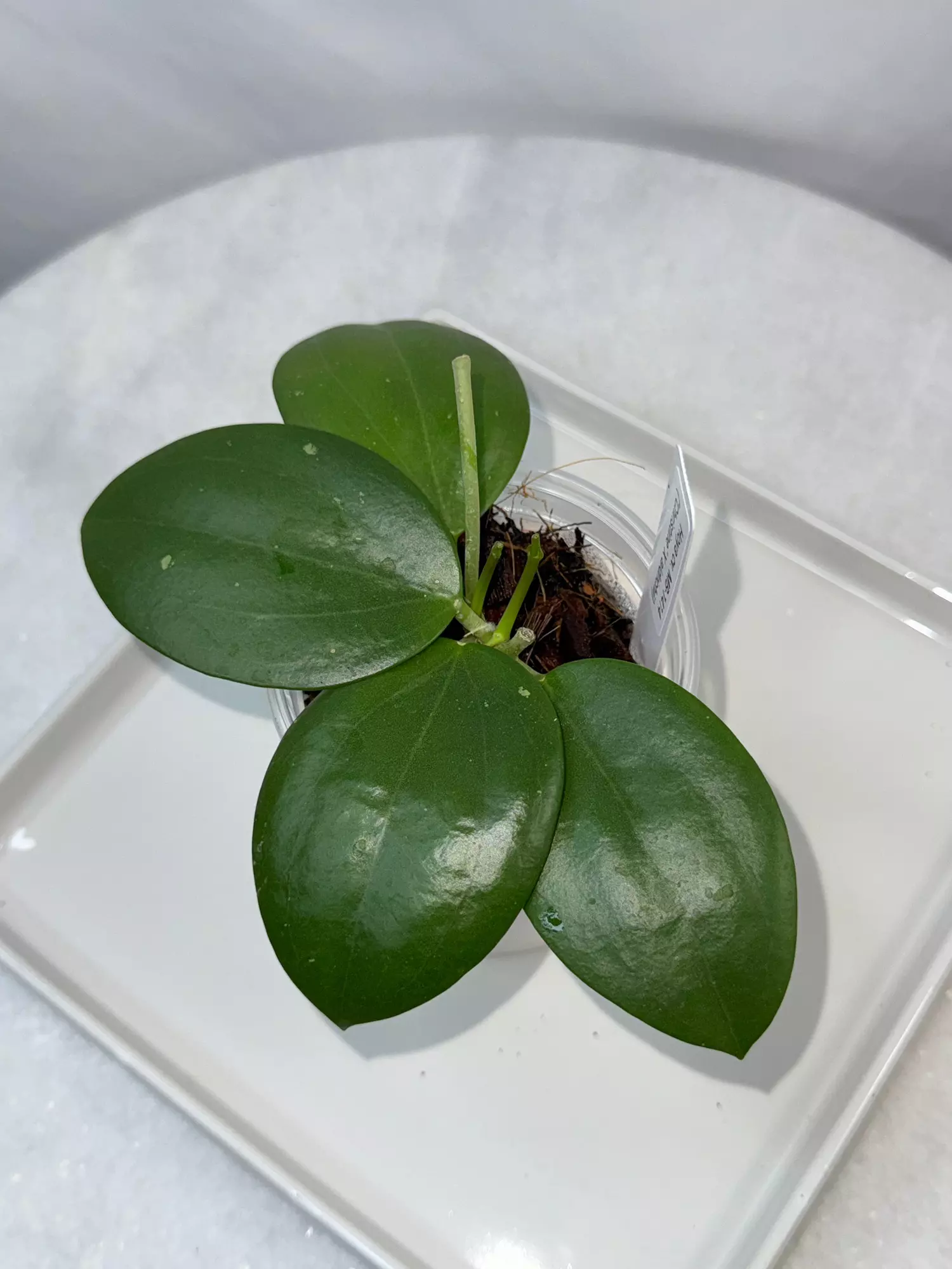 plant/Hoya cv. MB-1414 (‘Christine’ X aldrichii) — 2.5 inch pot-2