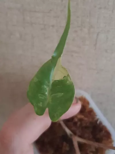 plant/Albo Stingray-3-thumbnail