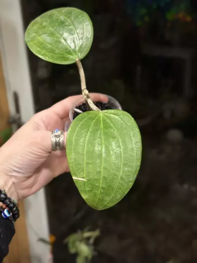 plant/448-Hoya Latifolia Dinner Plate rooted in Fluval-0-thumbnail