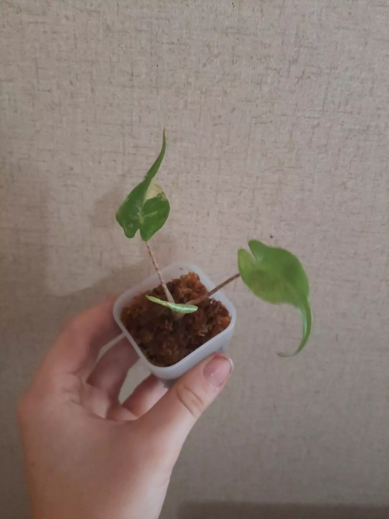 plant/Albo Stingray-1