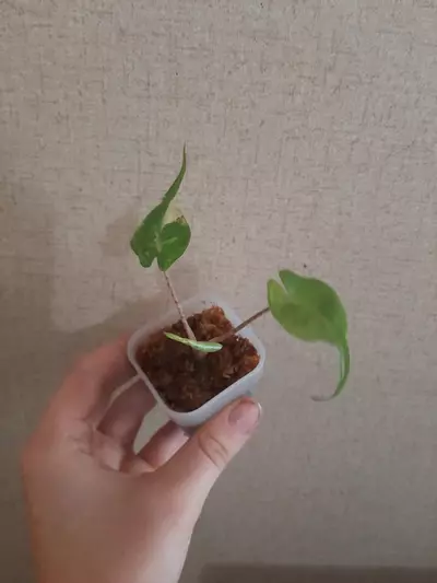 plant/Albo Stingray-1-thumbnail