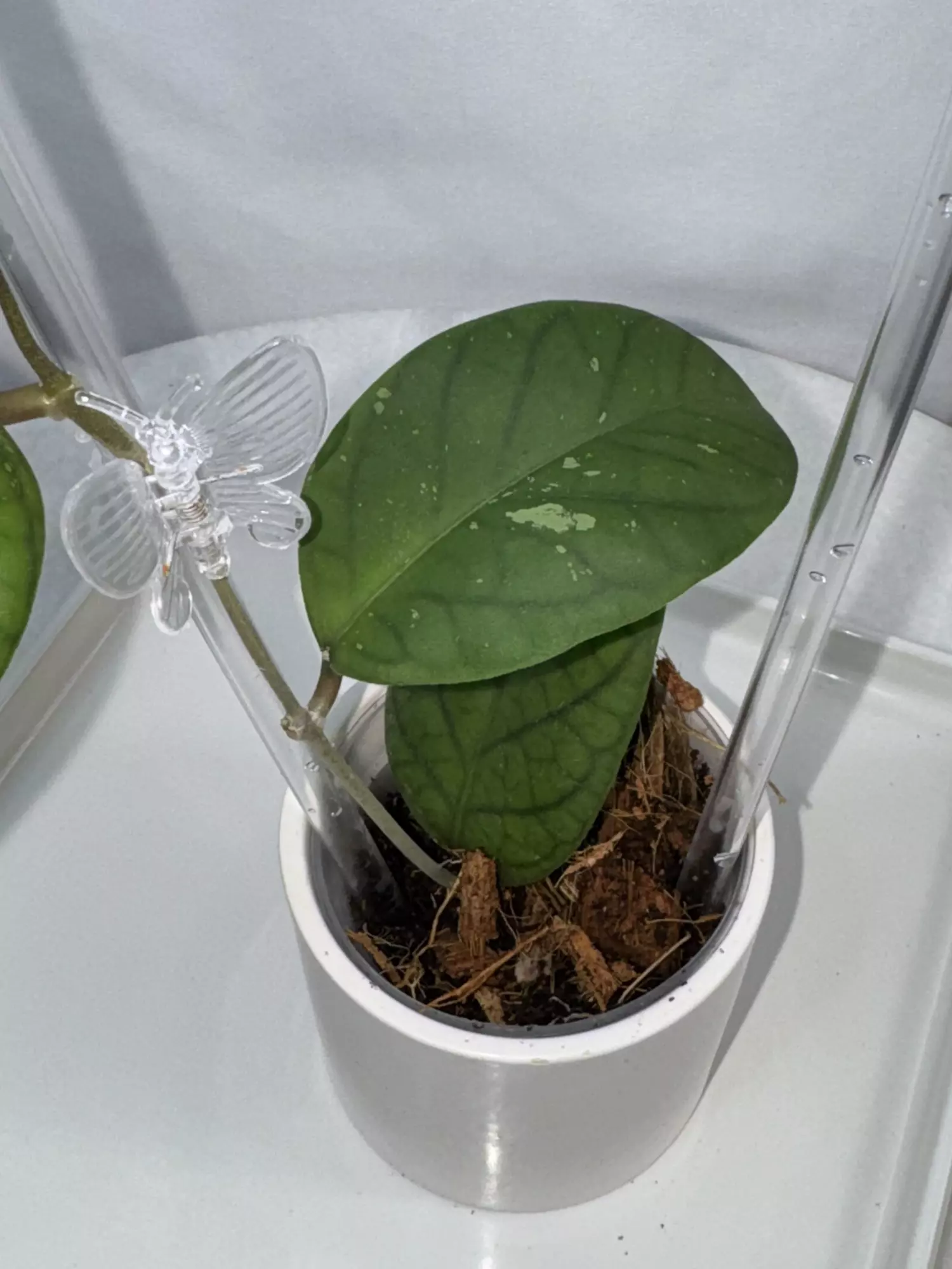 plant/Hoya meredithii (round leaf) — 3 inch pot-1