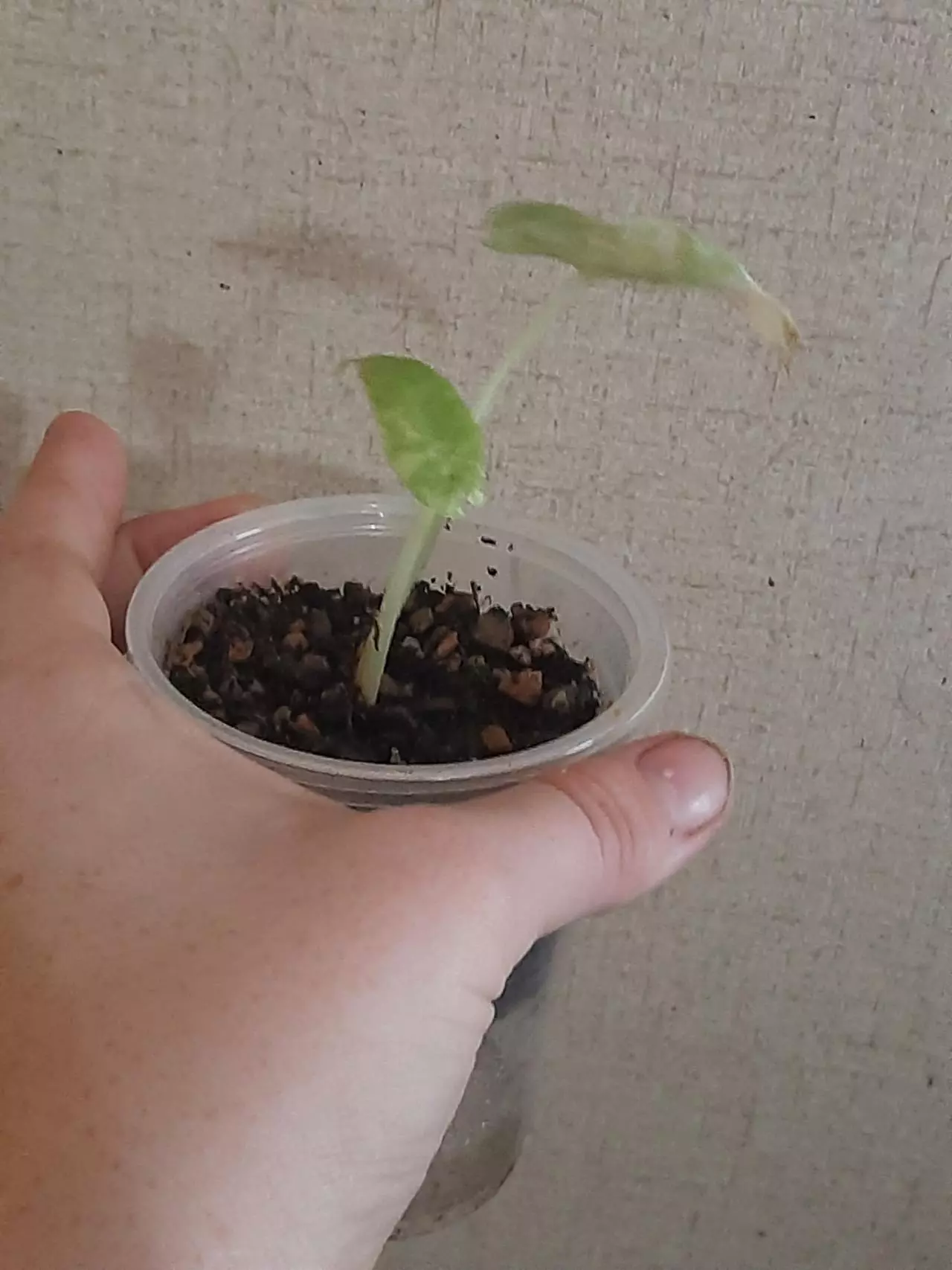 plant/High Color Okinawa Silver-3