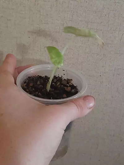 plant/High Color Okinawa Silver-3-thumbnail