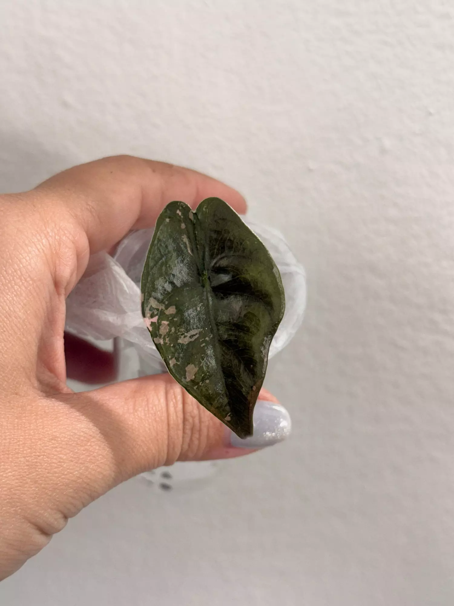 plant/Pink Chantreiri (corm grown)-0