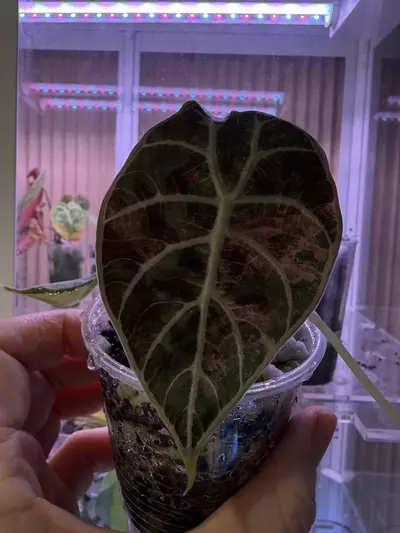 plant/Pink watsoniana-4-thumbnail