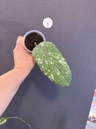 plant/Hoya Sp. ACEH Meredithii. BIG!!-2-thumbnail