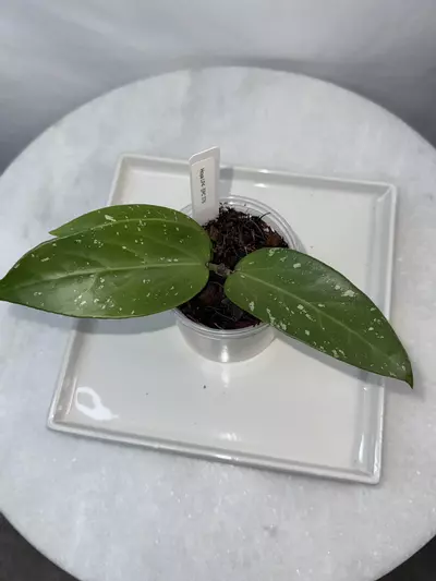 plant/Hoya LP4-EPC 376 — 3 inch pot-1-thumbnail
