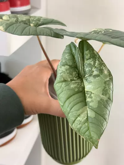 plant/Alocasia Bisma Platinum Albo-3-thumbnail