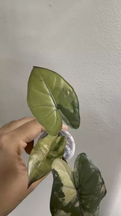 plant/Yucatan Princess Var-1-thumbnail