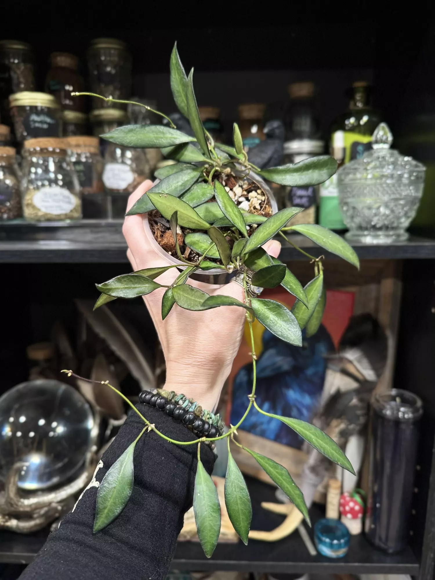 plant/430-Hoya Rosita rooted in chunky mix-0
