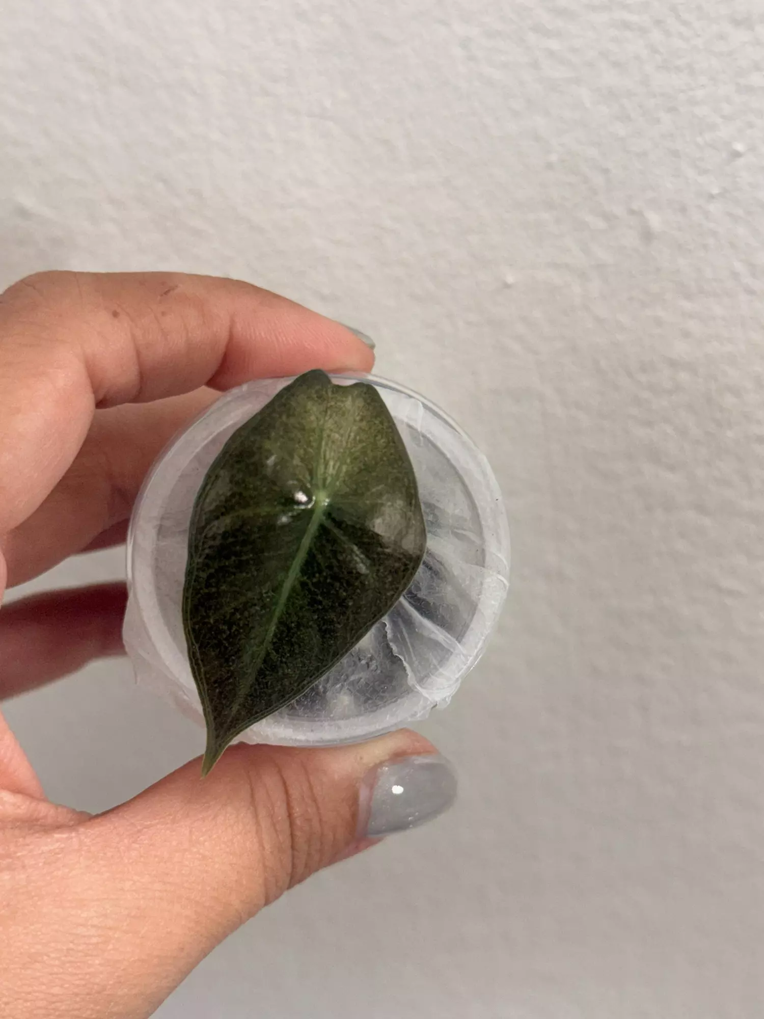 plant/Pink Dragon Stardust-0