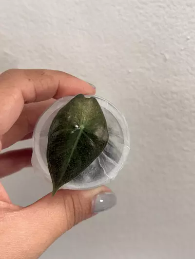 plant/Pink Dragon Stardust-0-thumbnail