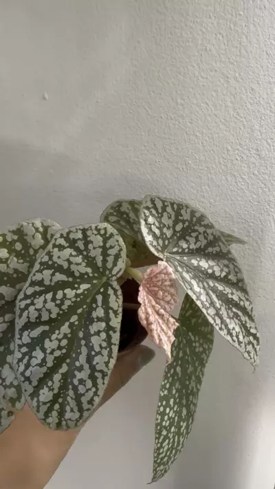 plant/Begonia Snowcap Var-1-thumbnail