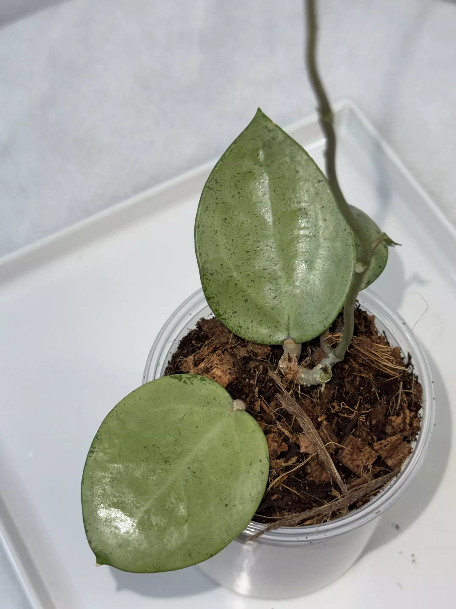 plant/⚠️REHAB — H. verticillata ‘Silver Heart’ — 3 inch pot-1