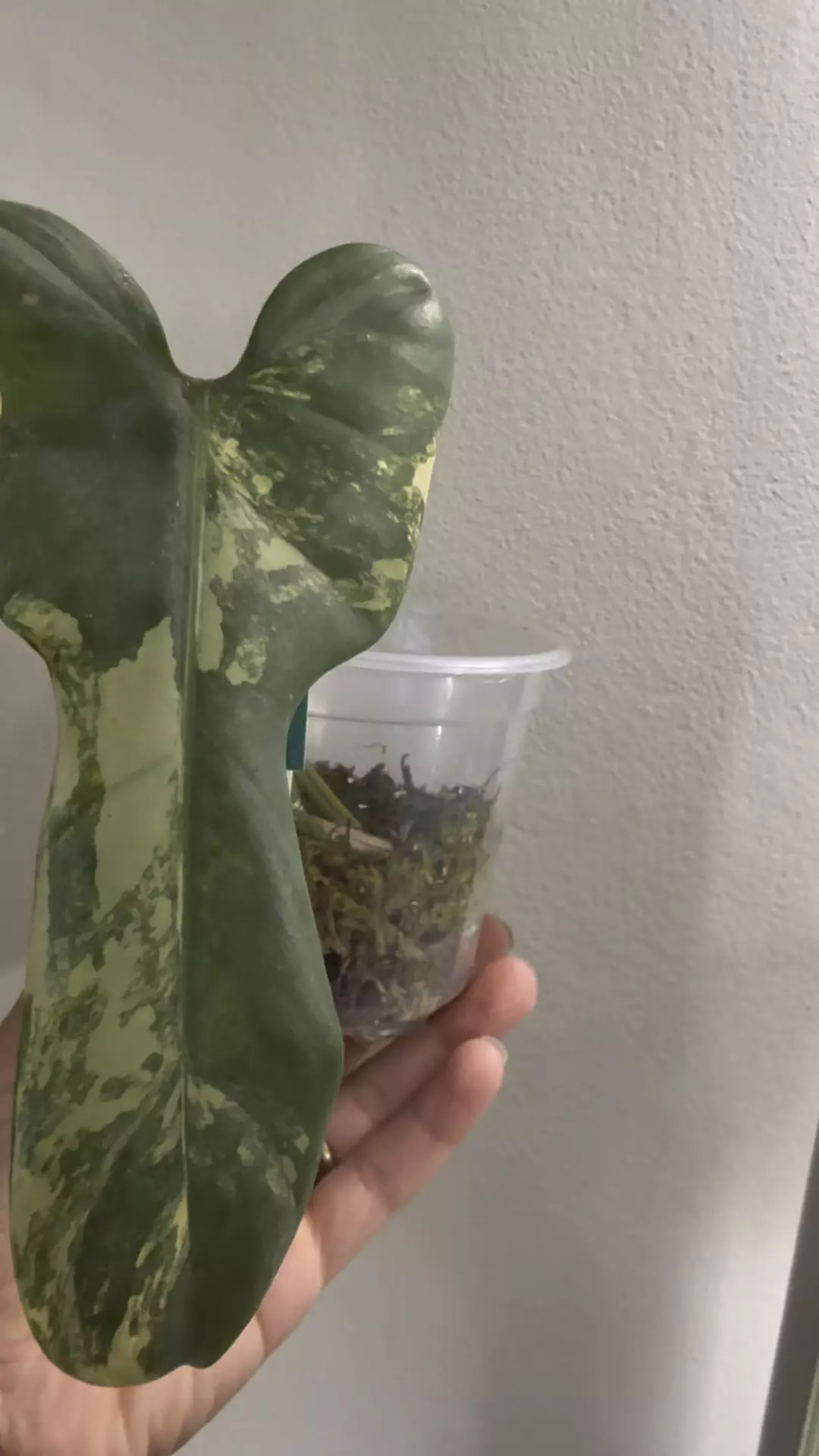 plant/Philodendron Bippen Var-2