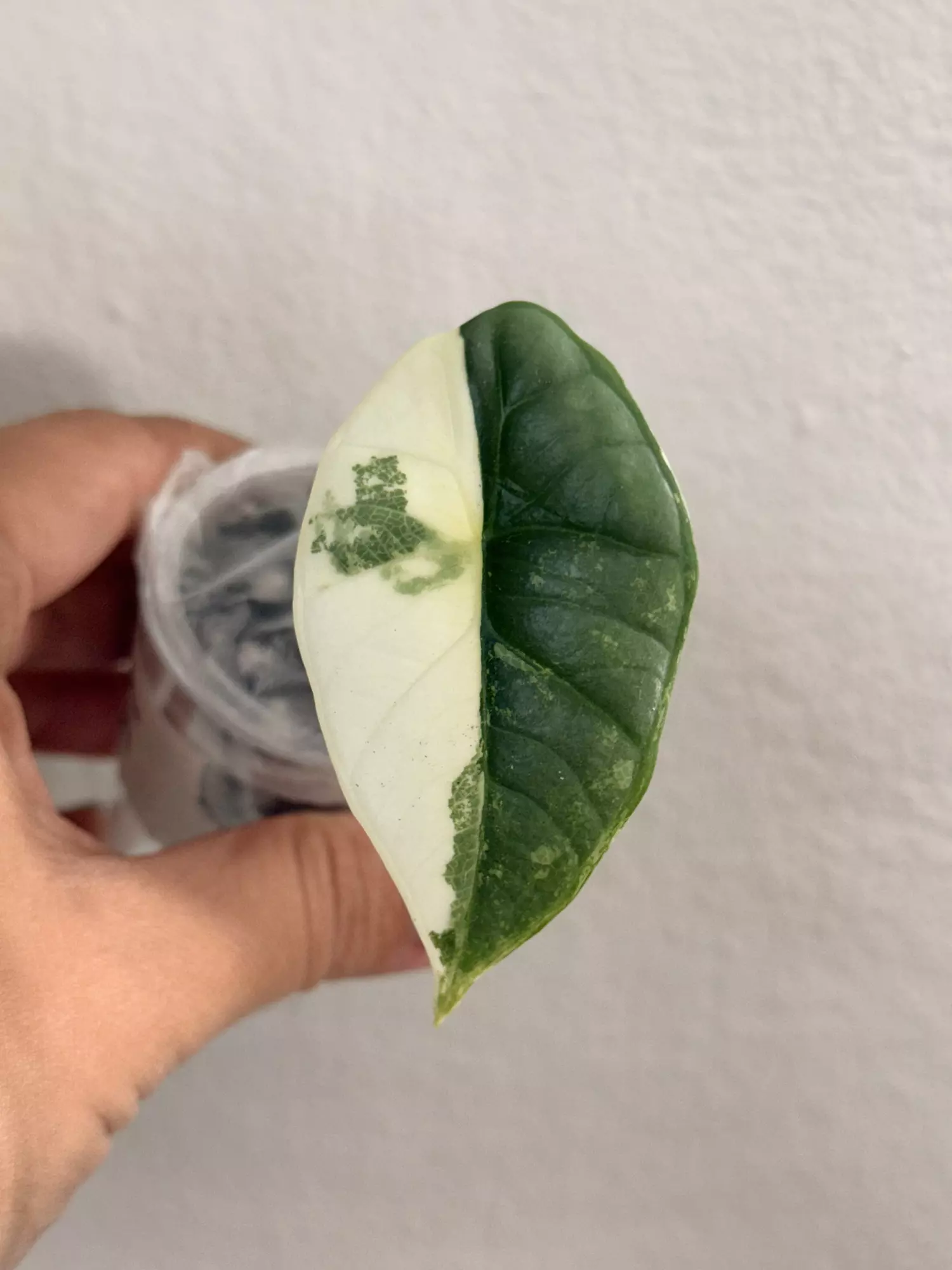 plant/Alocasia Bisma Platinum Albo-0