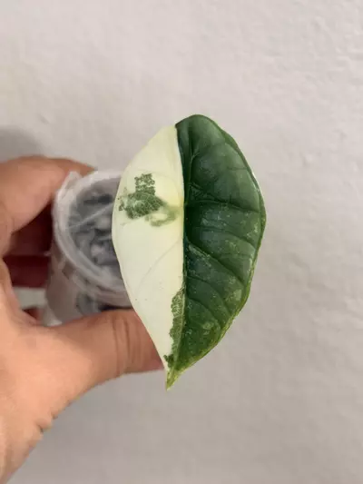 plant/Alocasia Bisma Platinum Albo-0-thumbnail