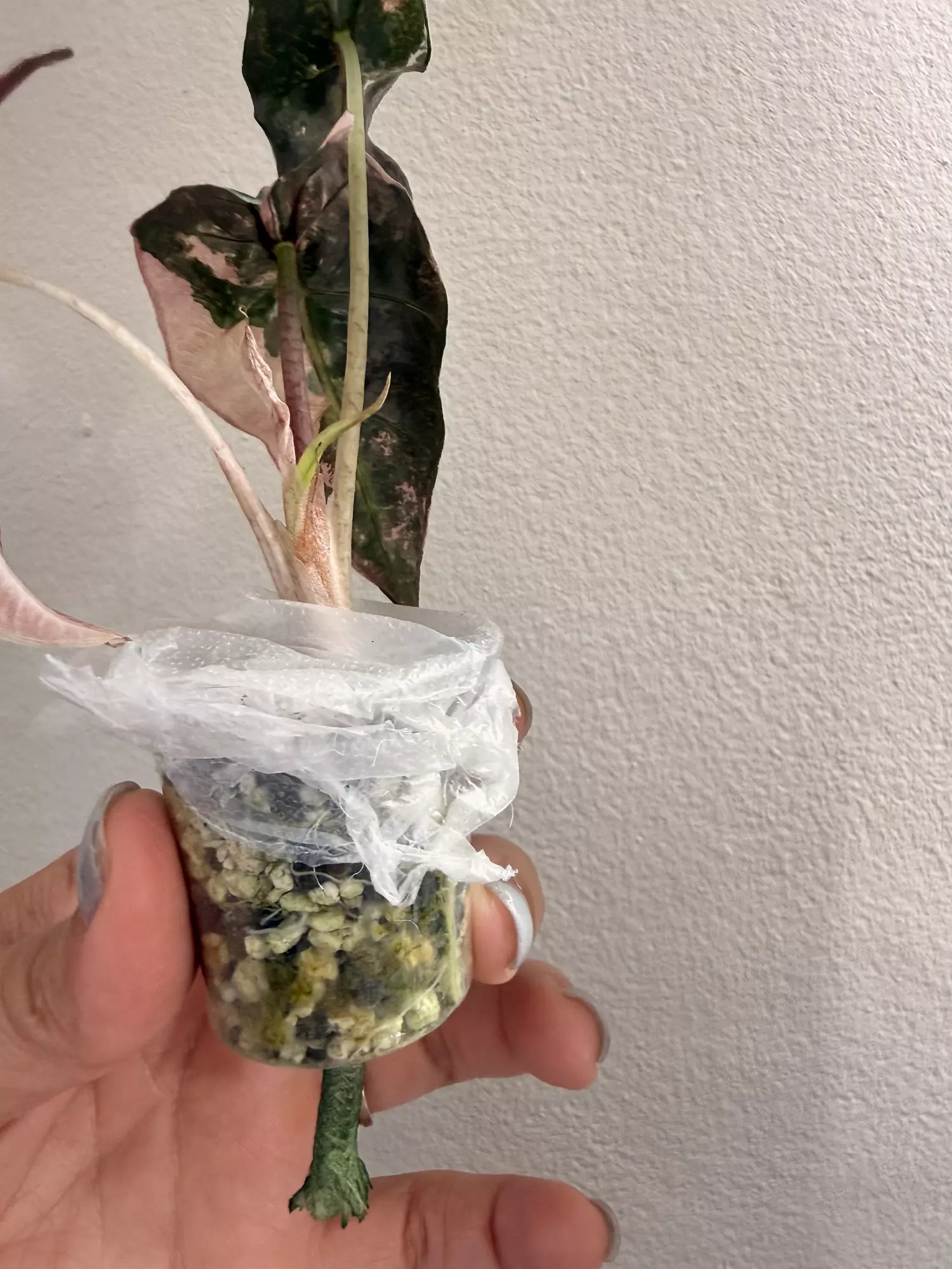 plant/Alocasia Amazonica Pink-1