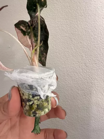 plant/Alocasia Amazonica Pink-1-thumbnail