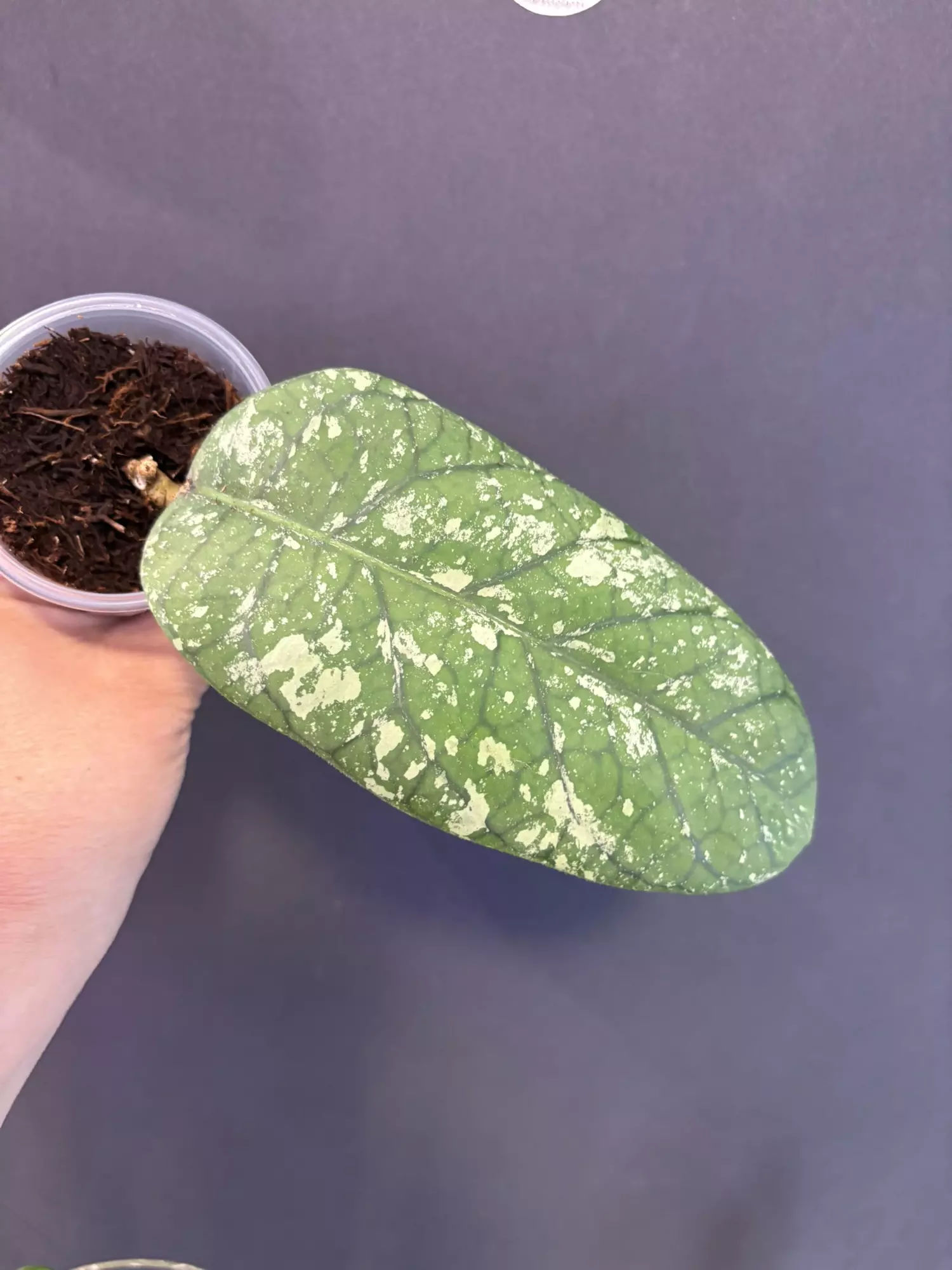 plant/Hoya Sp. ACEH Meredithii. BIG!!-1